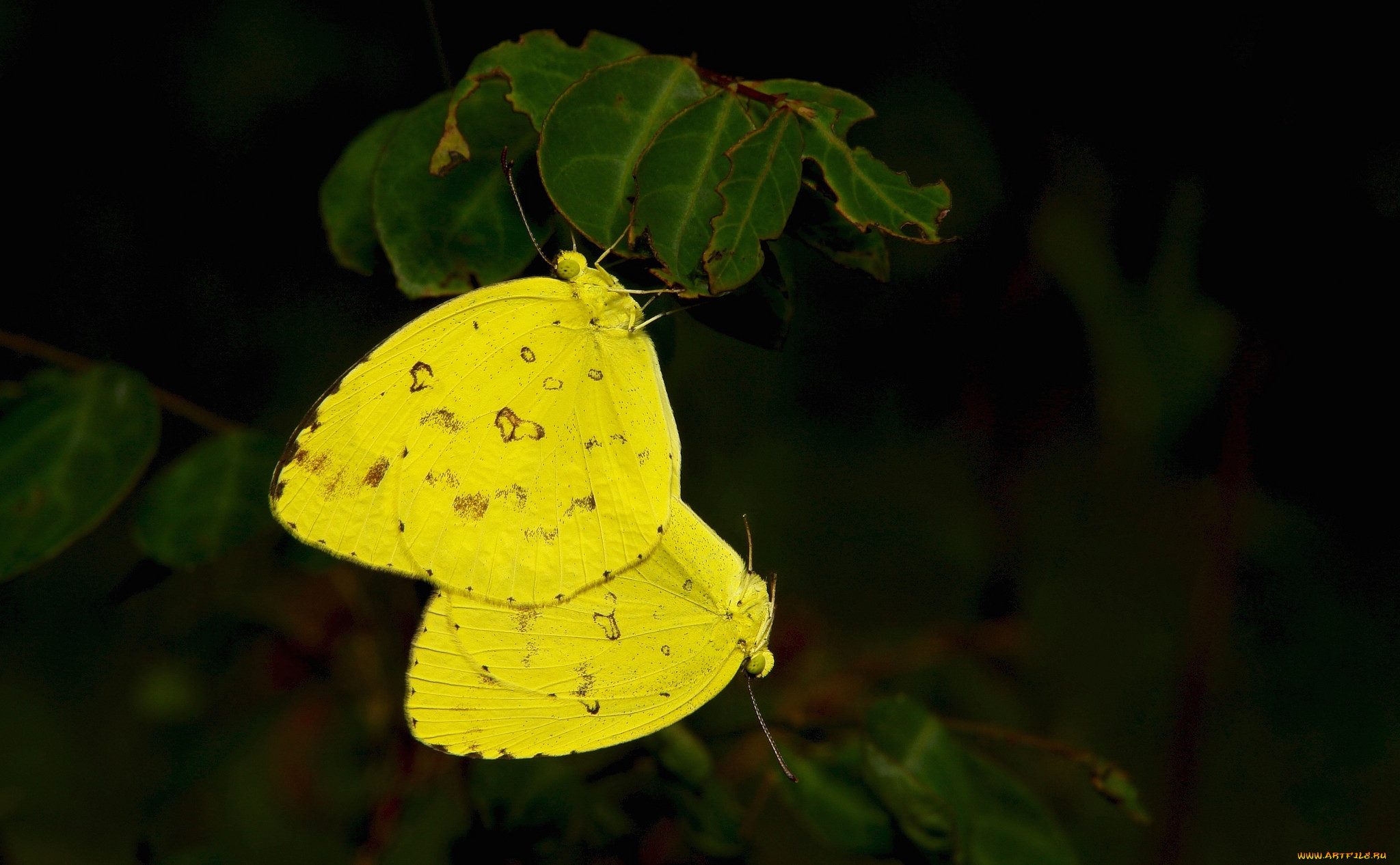 Лимонница желтая бабочка сидит. Бабочка лимонница. Жёлтая бабочка. Желто черная бабочка. Бабочка желтая с черными пятнами.